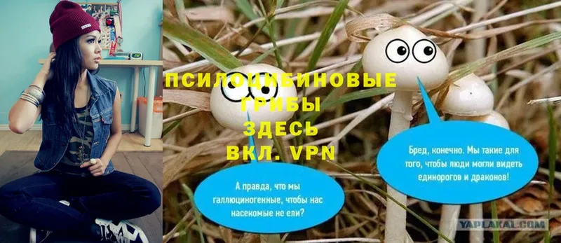 где продают   Владивосток  Псилоцибиновые грибы Psilocybine cubensis 